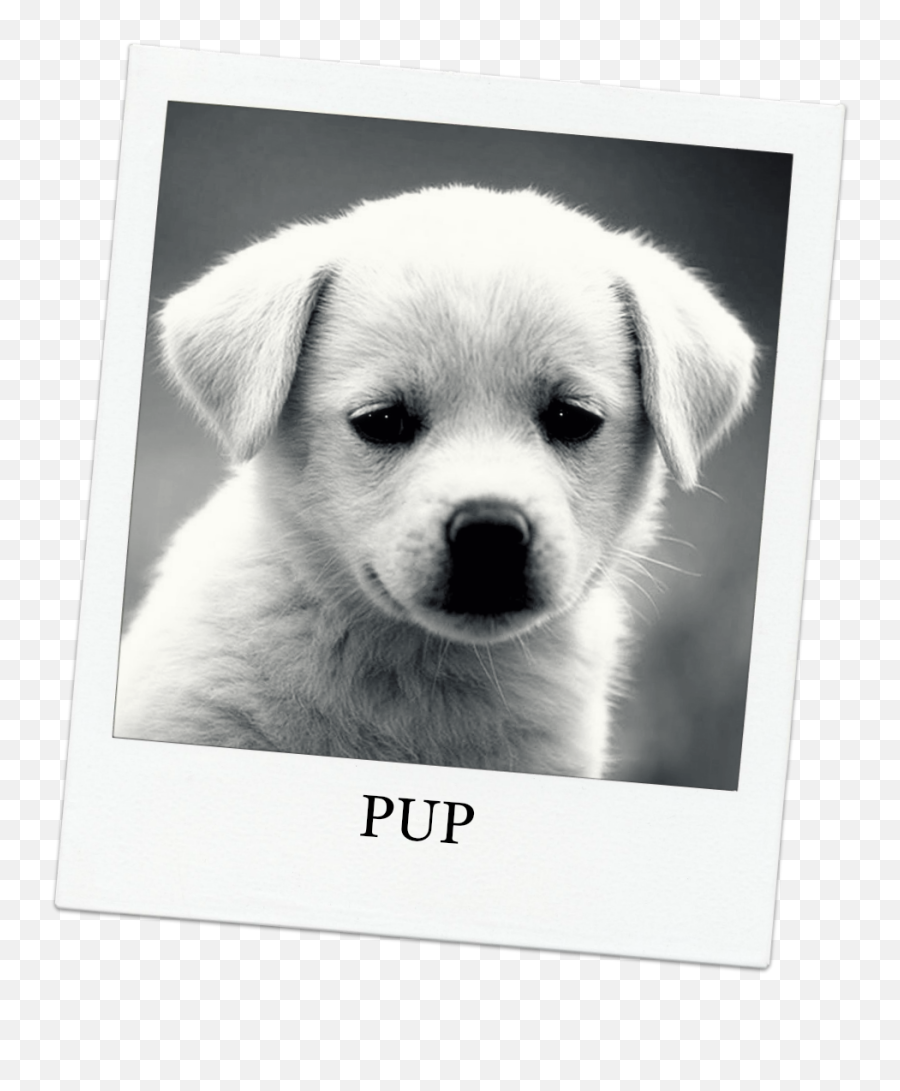 Download Hd Funny Puppy Dog Picture And Wallpaper - Pets Dog Quotes Png,Funny Dog Png