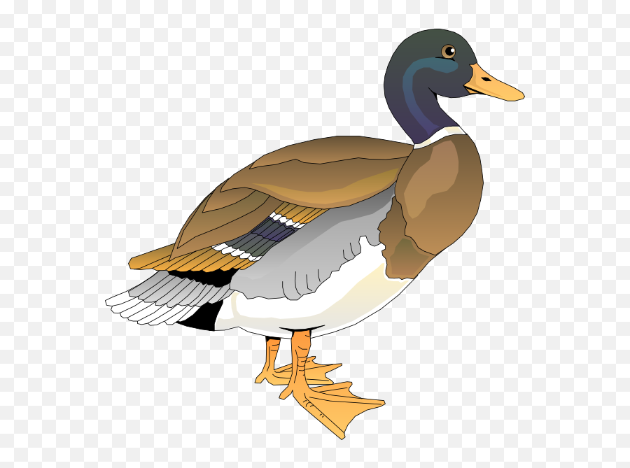 Duck Clipart Png 1 Image - Free Clipart Duck,Duck Clipart Png