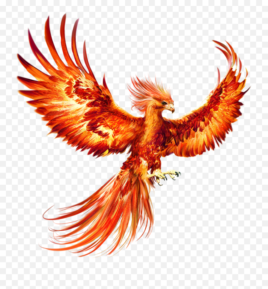Pin - Harry Potter Phoenix Bird Png,Phoenix Bird Png