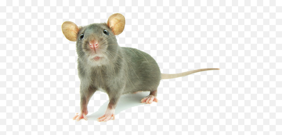 Download Free Png Mouse Animal - Mouse Animal Png,Mouse Png