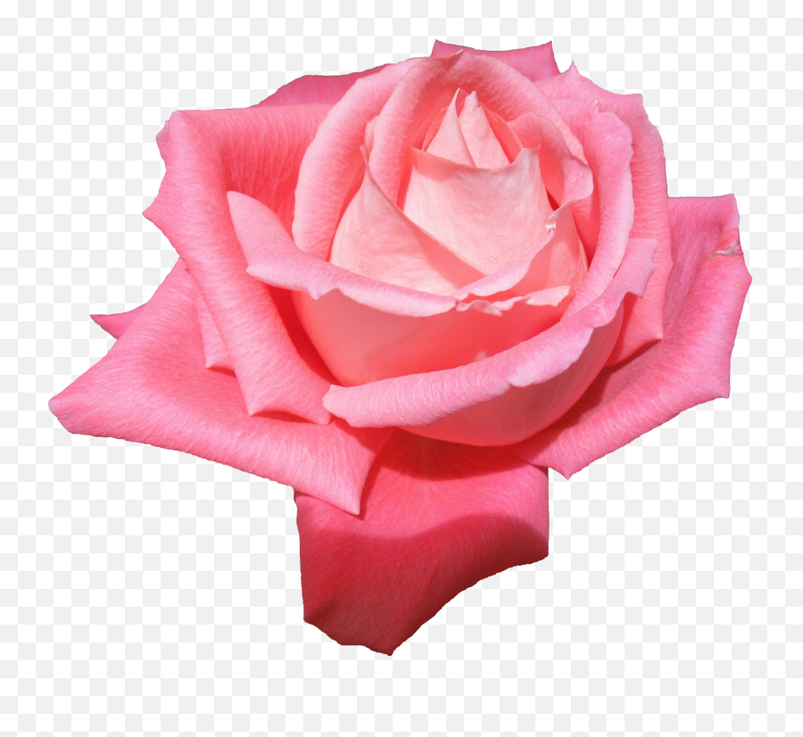 Plant Flower Rose Without A - Rosen Ohne Hintergrund Png,Flower Background Png