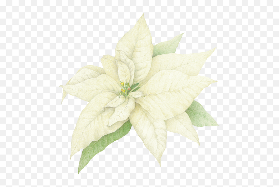 Christmas Poinsettia - White Poinsettia Png,Poinsettia Png