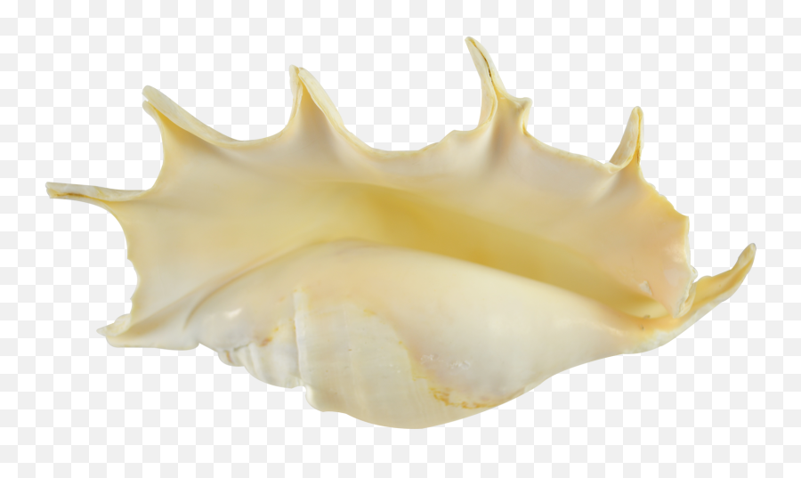 Download Spider Conch Decorative Shell - Shell Full Size Conch Png,Shell Png
