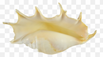 Shell Png Image - Shell Png,Shell Png - free transparent png images ...