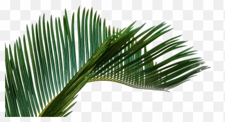 Green Palm Leaves Png Photos Mart - Palm Leaves,Palm Png - free ...