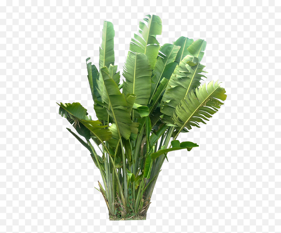 Tropical Plants Png Image - Tropical Plants Png,Tropical Plants Png