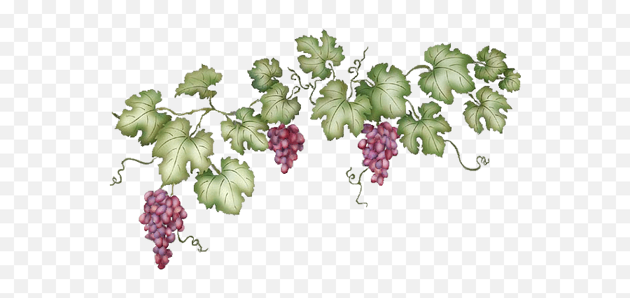 Grape Vine Clipart Png - Grape Vine No Background,Transparent Vine