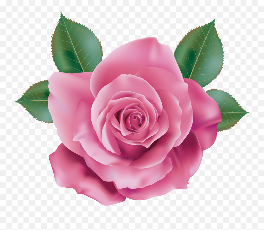 3 Rose Transparent U0026 Png Clipart Free Download - Ywd Pink Rose Transparent,Rose Transparent