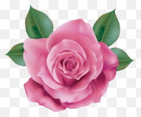 3 Rose Transparent U0026 Png Clipart Free Download - YWD Pink