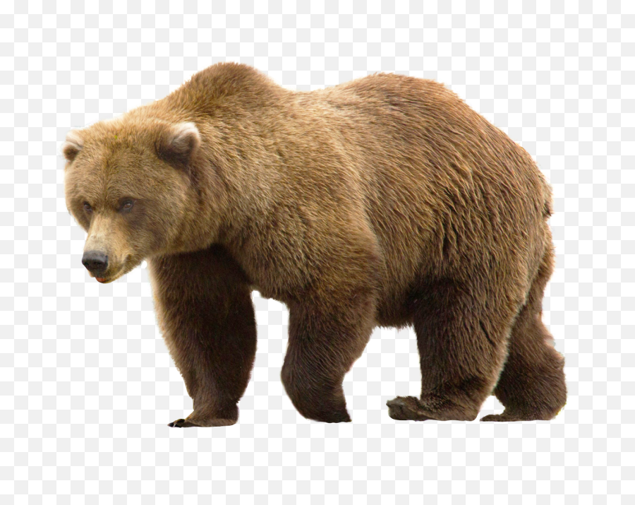 Download Bear Png Image For Free - Bear Png,Grizzly Bear Png