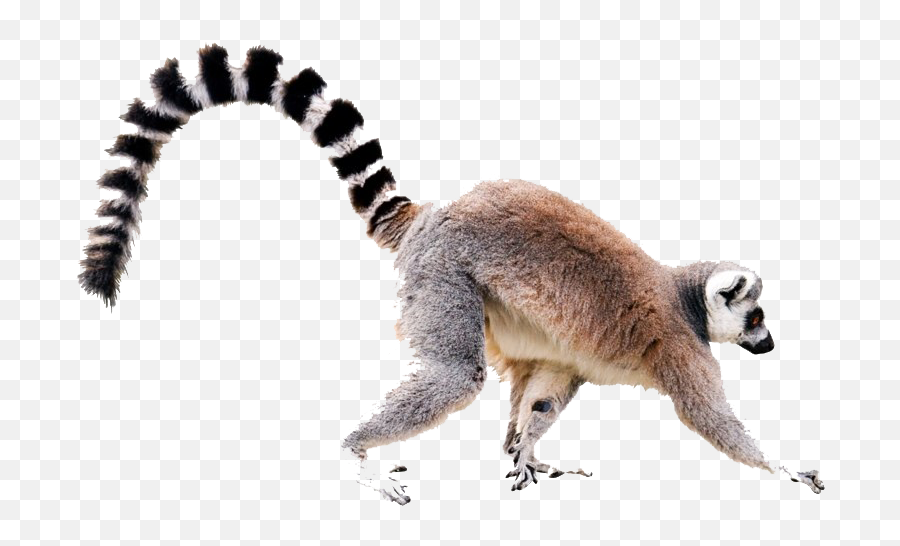 Lemur Png Images Transparent Background - Ring Tailed Lemur White Background,Tail Transparent