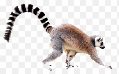 Lemur Png Images Transparent Background - Ring Tailed Lemur White Background,Tail Transparent