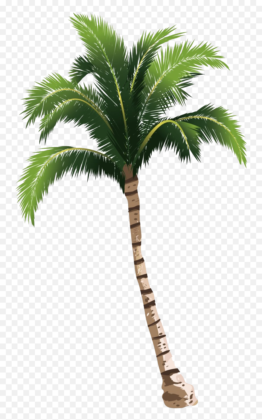 Tropical Palm Tree Png Photo Image - Tropical Palm Tree Png,Palmtree Png