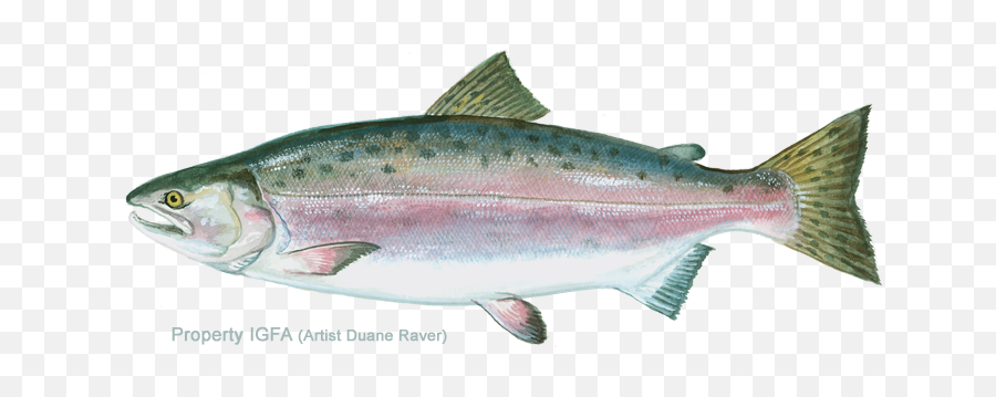 Pink Salmon Png U0026 Free Salmonpng Transparent Images - Does A Pink Salmon Look Like,Salmon Png