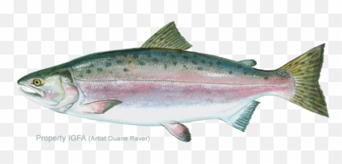 Pink Salmon Png U0026 Free Salmonpng Transparent Images - Does A Pink Salmon Look Like,Salmon Png