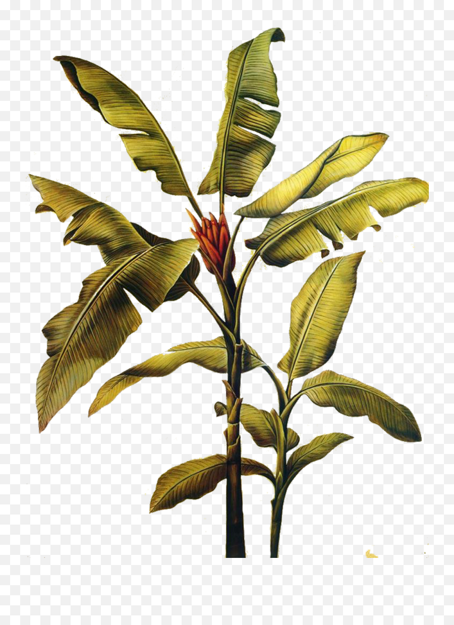 Download Hd Banana Leaf Art Painting Freetoedit - Banana Tree Leaf Botanical Illustration Png,Banana Transparent Background