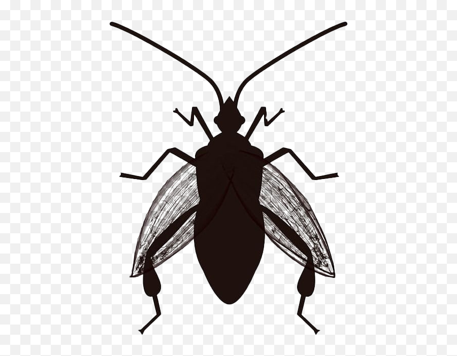 True Bug Png Transparent Images All - Bug The Question Geography,Transparent Bug