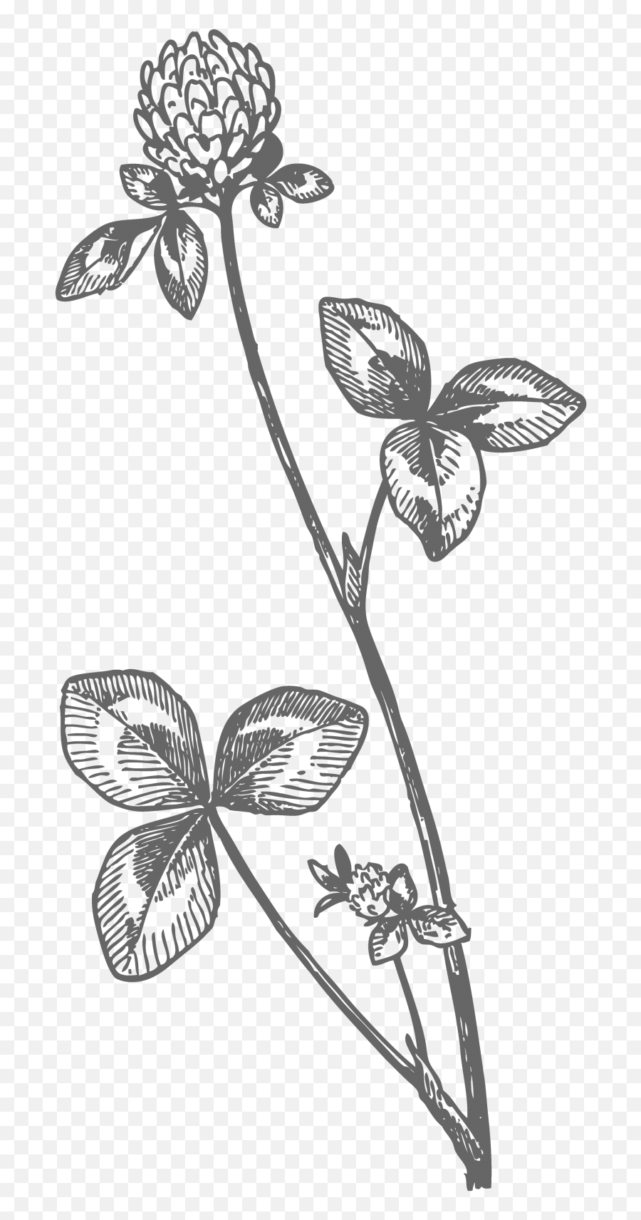 Red Clover Drawing Free Stock Photo - Public Domain Pictures Drawing Png,Clover Transparent