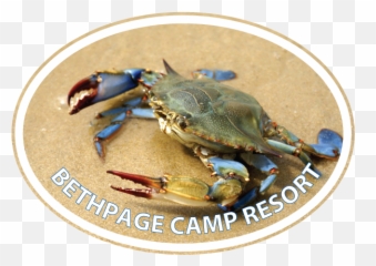 Close Up - Sand Crabs In Myrtle Beach,Blue Crab Png