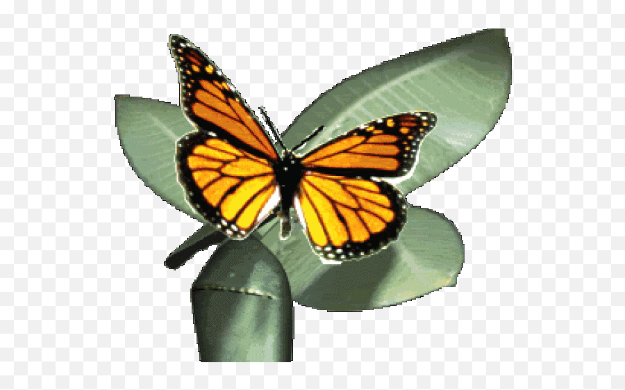 Monarch Butterfly Clipart Gif Animation - Monarch Butterfly Monarch Butterfly Transparent Gif Png,Monarch Png