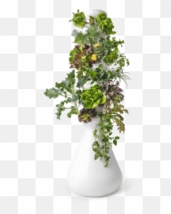 The Future Of Food Is Grow - ityourself Lettuce Grow Farmstand png