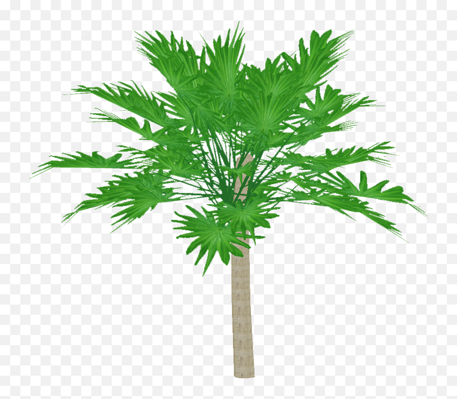 New Guinea Palmyra Palm Artifex Zt2 Download Library - Fresh Png,Palm Branch Png