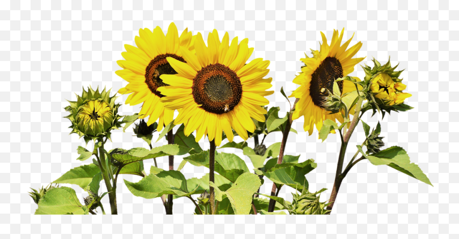 Best 3 Annuals For Windy Spots - Blog Sunflowers Transparent Png,Fountain Grass Png