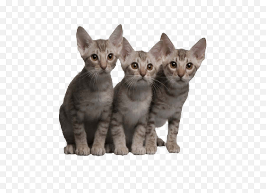 Kittens Cat Transparent Png Clipart - Cats Transparent Background,Transparent Cat