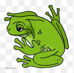 Green Tree Frog Clipart - png