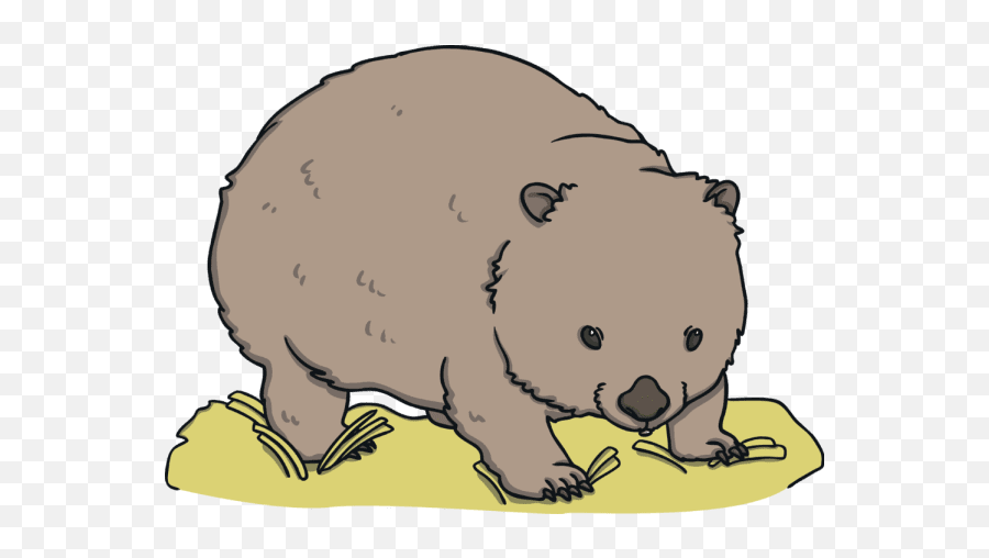 What Is A Wombat - Animal Figure Png,Wombat Icon