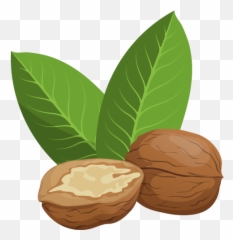 Walnut Icon Clipart - Walnuts Clipart Png,Walnut Transparent