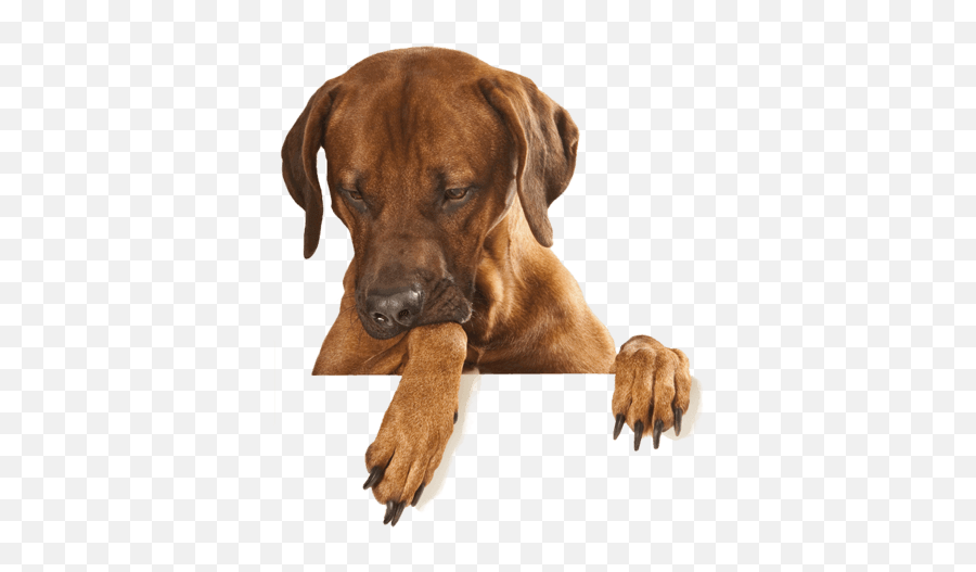 Dog Clipart Png Images Transparent