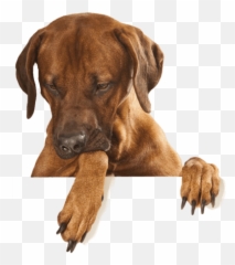 Dog Clipart Png Images