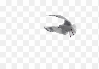 Holy Spirit Png Download Free Clip Art - And Evangelism