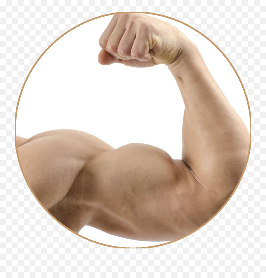 Muscles Clipart Voluntary Muscle Picture 1703819 - Muscle Arm Flex Png,Muscles Png