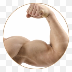 Muscles Clipart Voluntary Muscle Picture 1703819 - Arm Flex png