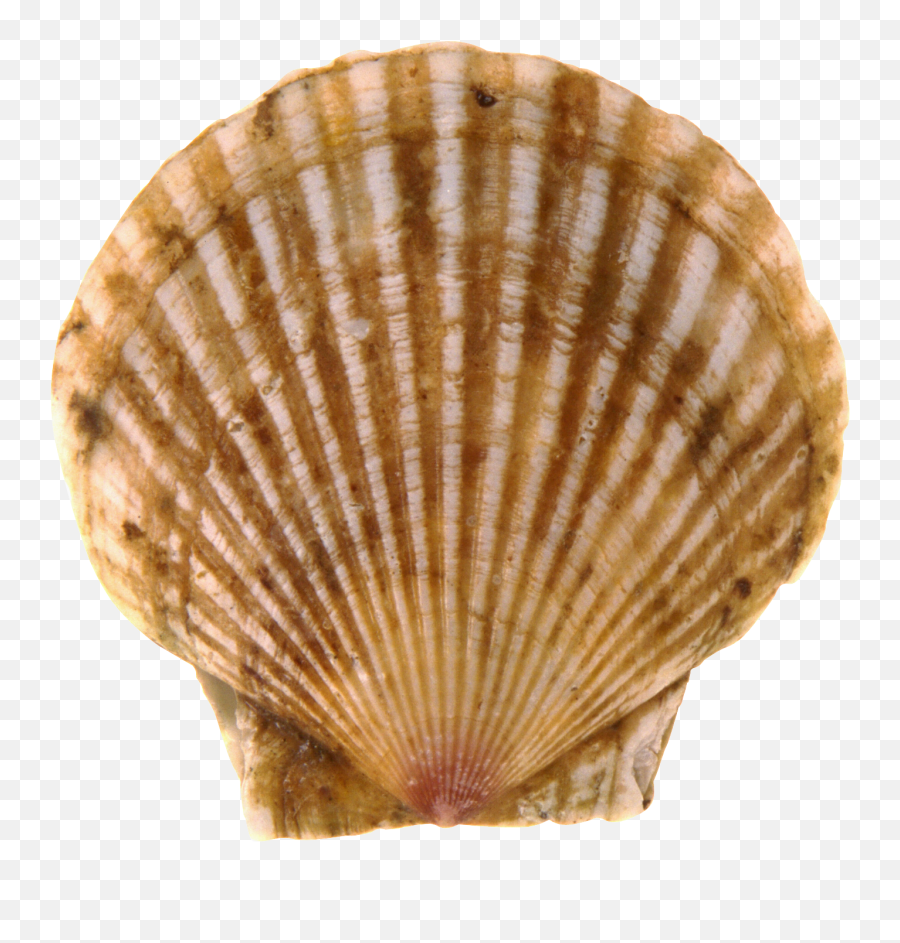 Seashell Png - Scallops Png,Scallop Png