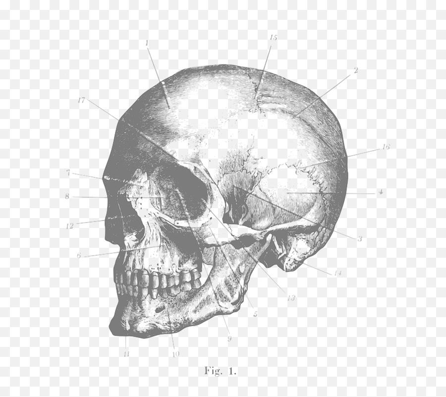 Skull Profile Engraving - Free Vector Graphic On Pixabay Skull Engraving Png,Skull Head Png