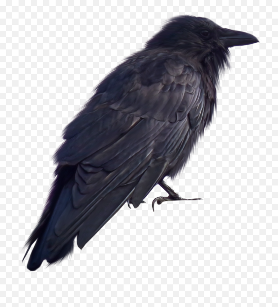 Download Crow Png Transparent 193 - Crow Images For Photoshop,Crow Png