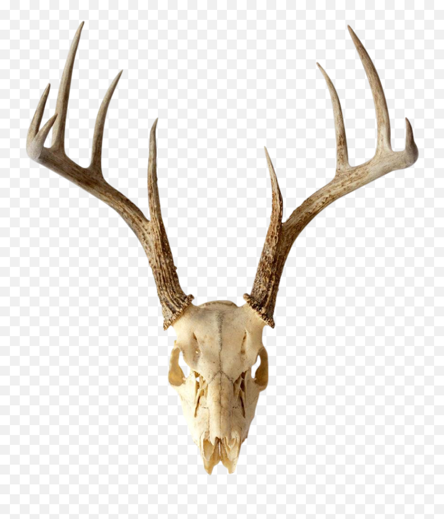 1950s Vintage Natural 9 Point Whitetail Deer Skull - Real Transparent Deer Skull Png,Deer Head Png
