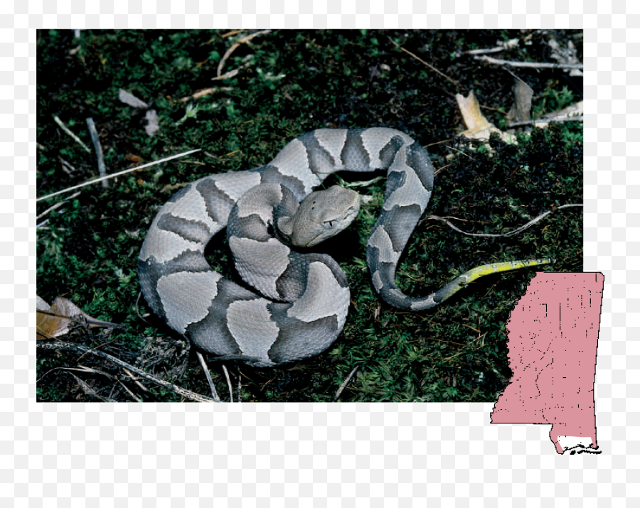 Mdwfp - Venomous Snakes Of Mississippi Can Copperheads Be Gray Png,Snake Scales Png