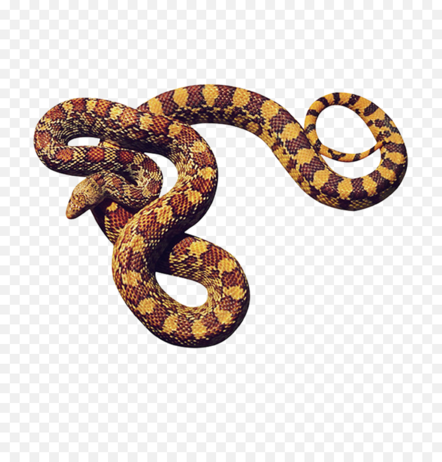 Free Transparent Png Images On Anaconda