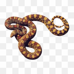 Free Transparent Png Images On Anaconda
