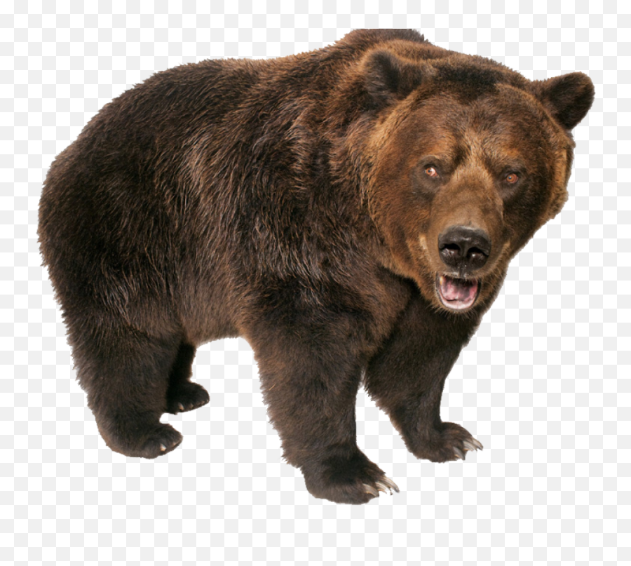 Grizzly Bear Standing Png Image - Bear Png,Grizzly Bear Png