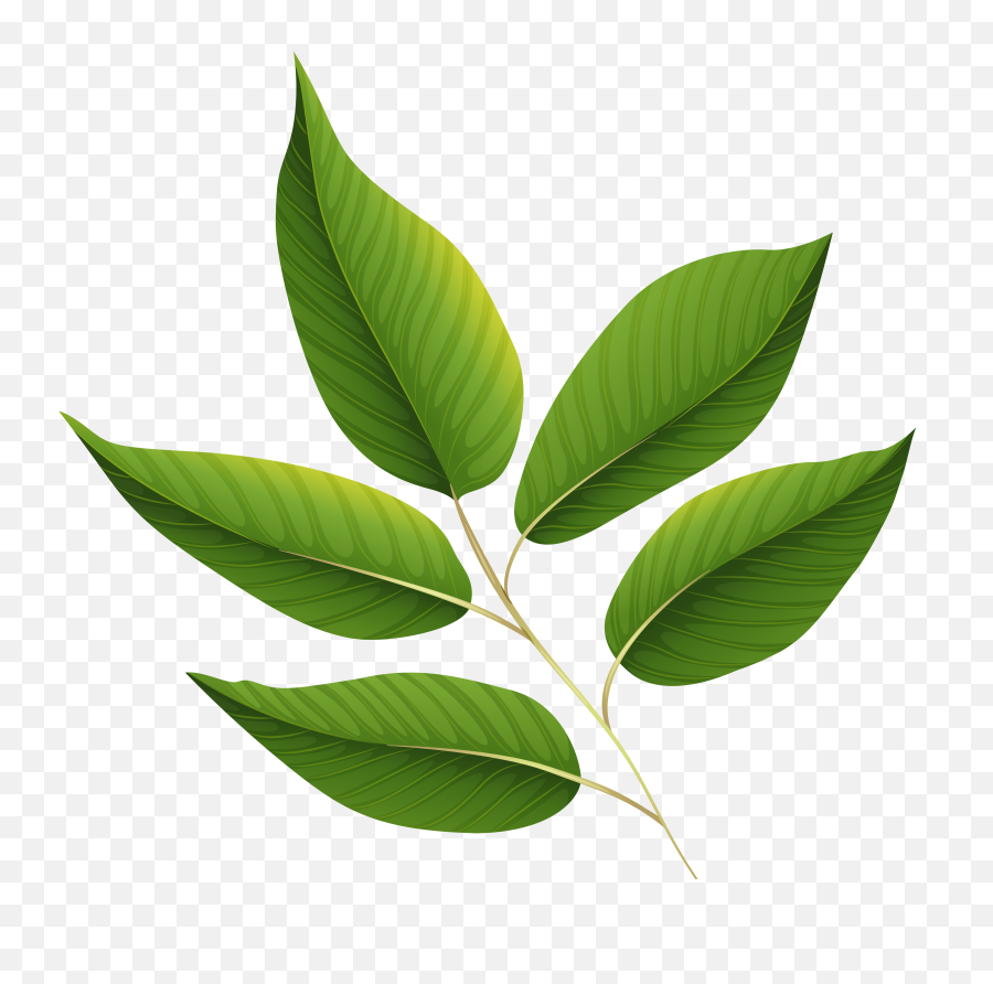 Green Leaves Png Clipart Image - Green Leaf Transparent Background,Leaves Clipart Png