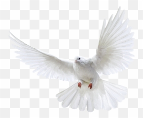 Dove Bird Png Transparent Group - Ecmaiou003c,Fire Eyes Png