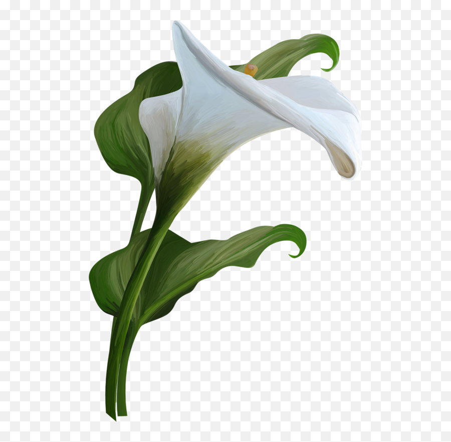 Clip Art Mix 3 - Calla Lily Transparent Background Png Transparent Background Calla Lily Png,Lily Transparent Background