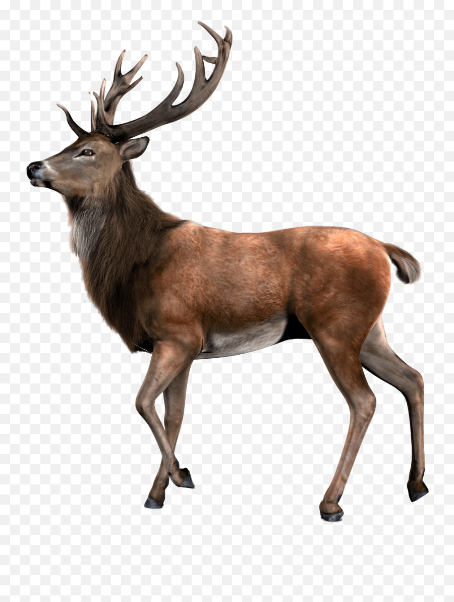 Png Transparent Reindeer - Elk Png,Reindeer Transparent