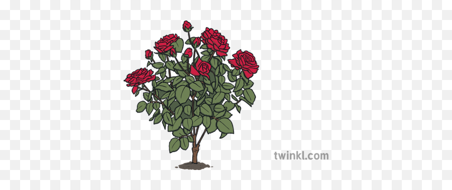 Rose Bush Illustration - Twinkl Garden Roses Png,Rose Bush Png