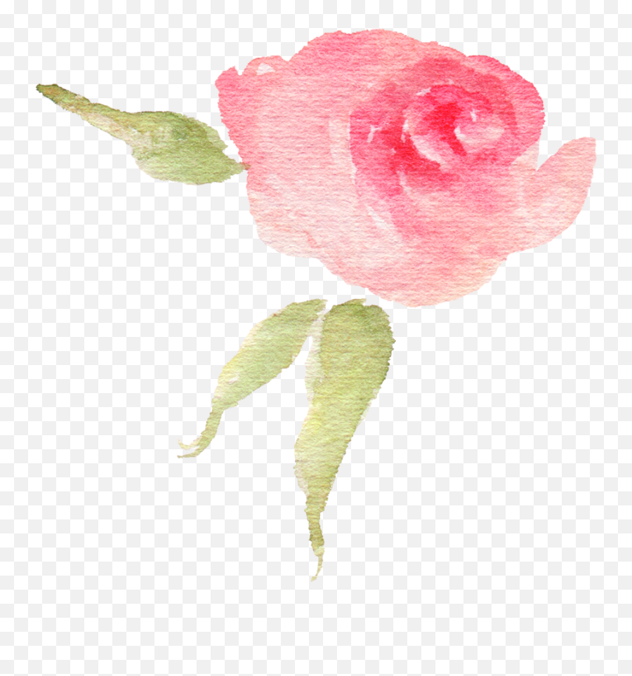 Download Pink Watercolor Flower Bud - Garden Roses Png,Watercolor Roses Png